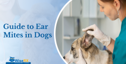 Guide to Ear Mites in Dogs