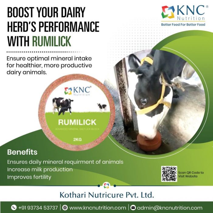 RUMILICK: Essential Cattle Feed Supplement for Daily Mineral Needs