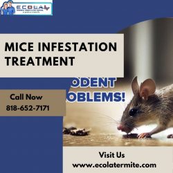 Professional Mice Infestation Treatment Services for Your Home