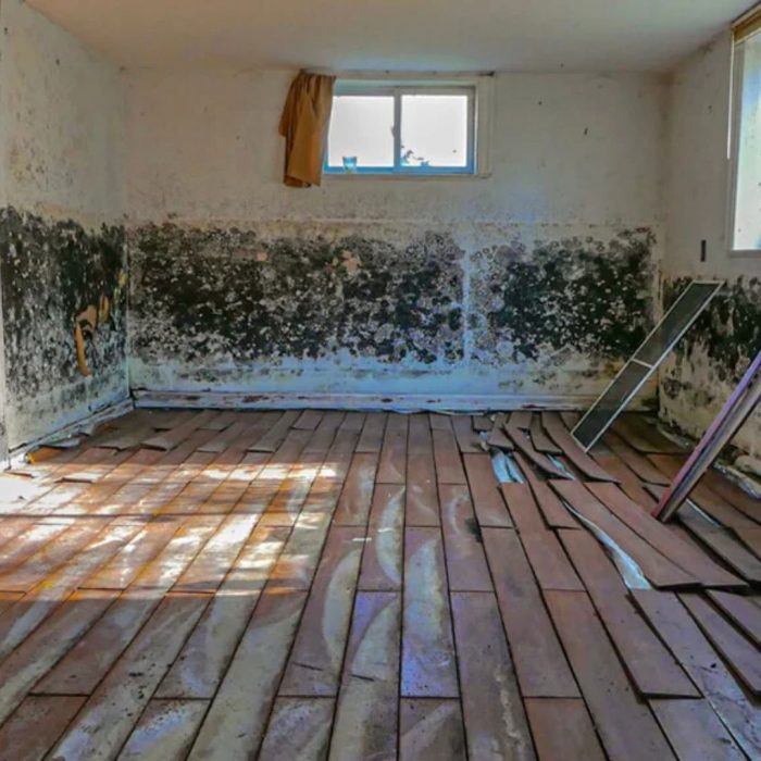 Find The Mold Removal Services in Myrtle Beach, SC