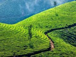 Exploring Munnar: The Jewel of the Western Ghats