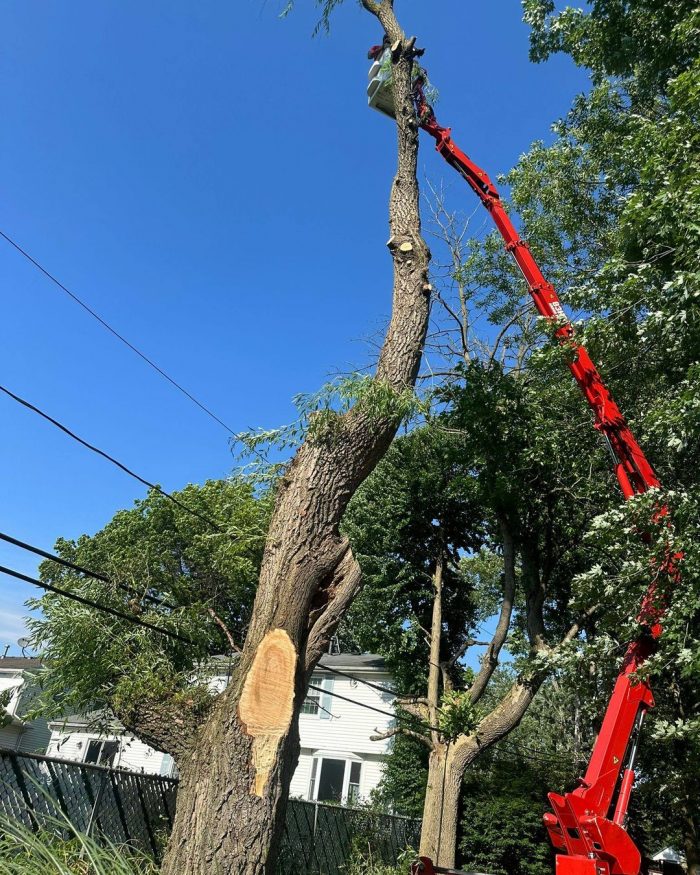 Tree Service East Amherst NY