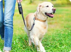 Unleash Freedom with Pet Retractable Leash!