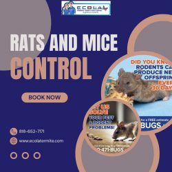 Rats and Mice Control: Keep Your Home Rodent-Free