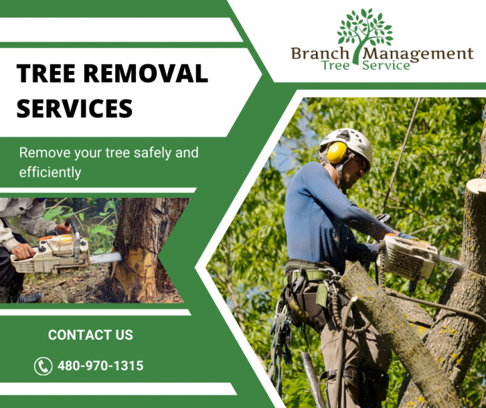 Reliable Tree Removal Solutions