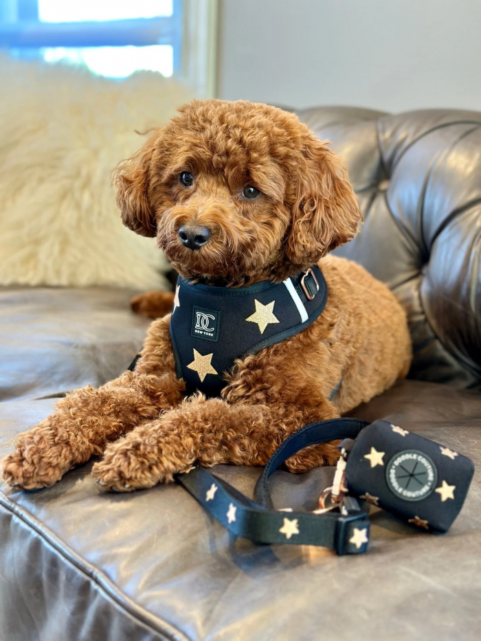 Custom Embroidered Dog Harnesses – Stylish & Comfortable