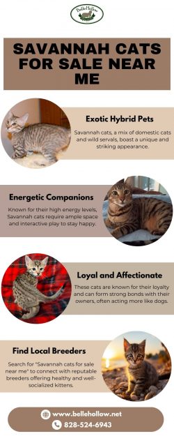 Savannah Cats for Sale Near Me – Your Exotic Pet Awaits