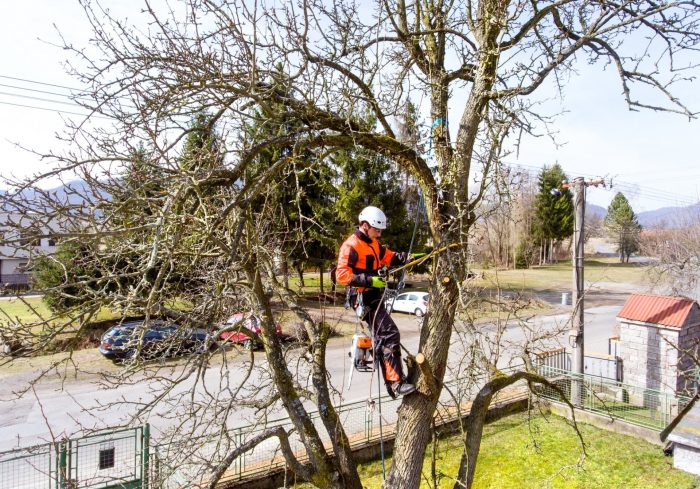 Tree Pruning Services | Tree Pruning North London
