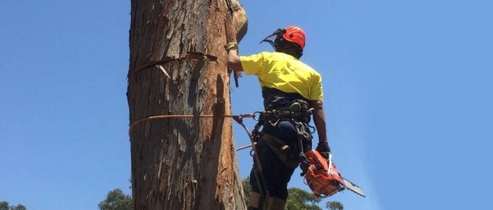 Tree Pruning Sydney: Enhance Your Trees’ Health & Beauty with SydneySide Tree Services