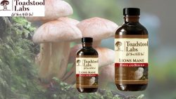 Boost Your Health with Wildcrafted Chaga and Turkey Tail