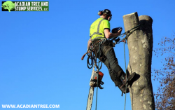 Covington Tree Removal | Acadian Tree and Stump Removal Service