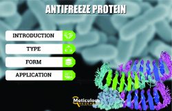 Antifreeze Protein Market Expected to Reach $85.8 Million by 2030