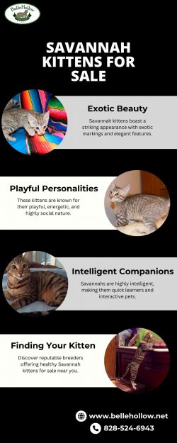 Belle Hollow: Savannah Kittens for Sale – Beautiful, Playful, & Smart