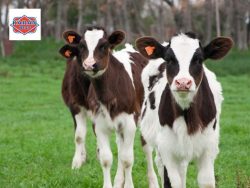 Calves for Sale at South Africa