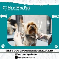 The Best Dog Grooming in Ghaziabad