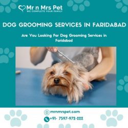 Are You Looking For Dog Grooming in Visakhapatnam