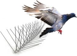 Pigeon control company in Jeddah