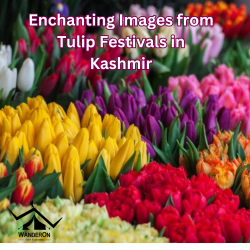 Enchanting Images from Tulip Festivals in Kashmir