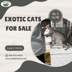 Exotic Cats for Sale at Belle Hollow – Find Your Perfect Pet