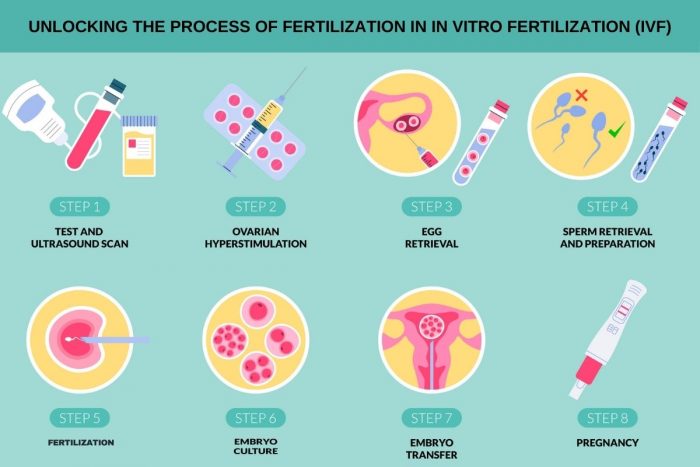 Unlocking the process of Fertilization in In Vitro Fertilization (IVF)
