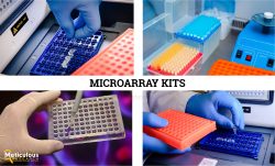 Microarray Kits Market Expected to Reach $2.51 Billion by 2031