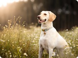 Discover Stylish Pet Collars for Your Furry Friend!