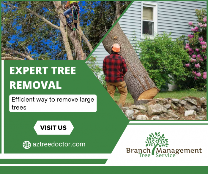 Professional Tree Removal Services