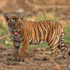 Ranthambore Safari Online Booking Your Gateway to the Wild