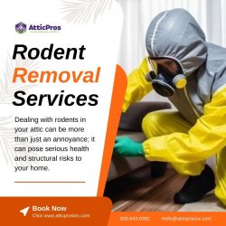 Rodent Removal Services: Ensuring a Pest-Free Environment