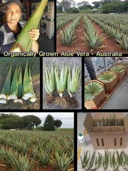 Grow Your Own Aloe Vera Plants