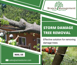 Storm Damage Tree Removal Services