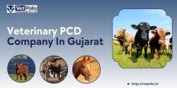 Veterinary PCD Company In Gujarat