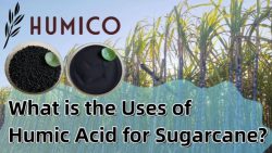 What are the Uses of Humic Acid for Sugarcane? – Potassium Humate, Potassium Fulvate, Sodi ...