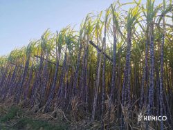What are the Uses of Humic Acid for Sugarcane? – Potassium Humate, Potassium Fulvate, Sodi ...