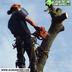 Tree Removal Pass Christian | Acadian Tree and Stump Removal Service