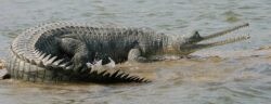 Secure Your Spot with Chambal Boat Booking for a Memorable Journey