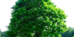 🌳 Emergency Tree Services in Maryland 🌳