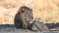 Devaliya National Park Safari Book Your Adventure in a Unique Wildlife Park