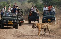 Maximize Your Experience with Ranthambore Tiger Safari Online Booking