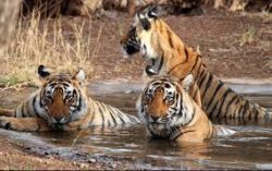 Ranthambore National Park Safari for An Unforgettable Wildlife Journey