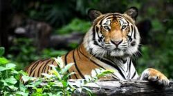 Schedule Ranthambore Park Safari Booking in Iconic National Park