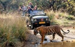 Experience the Thrill of Ranthambore Wildlife Safari