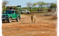 Plan Devaliya National Park Safari for Wild Environment