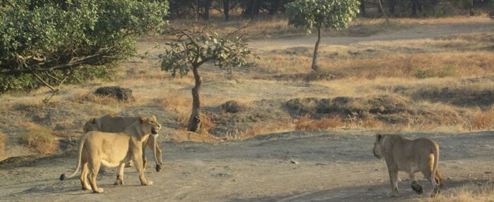 Secure Devaliya Gir Safari Booking for Wild Creatures