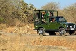 Explore Devaliya National Park Safari of Gir Region