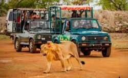 Secure Gir Devalia Safari Booking for Lions