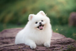 Dog Photoshoot Services in Singapore