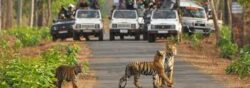 Book Ranthambore Jungle Safari for Thrill of Jungle