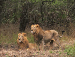 Explore Best Time to Visit in Gir for Wildlife Adventure