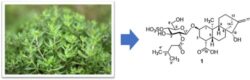 Centipeda Cellular Extract